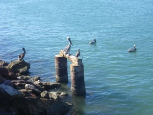 IMGP0558