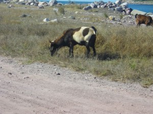 IMGP0564