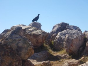 Lots of these birds flying around.