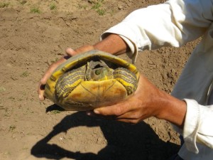 Mrs. (?) Turtle posed for a picture.