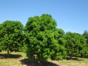The mangoes are just starting to come in.