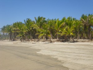 I love this grove of short and plump coconut palms.