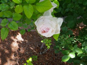 Cream rose.