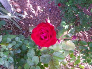 Red rose.