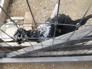 And so were the chickens.