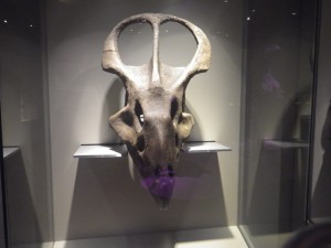 IMGP3001